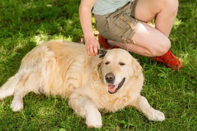 iloinen koira omistajansa kanssa ulkona