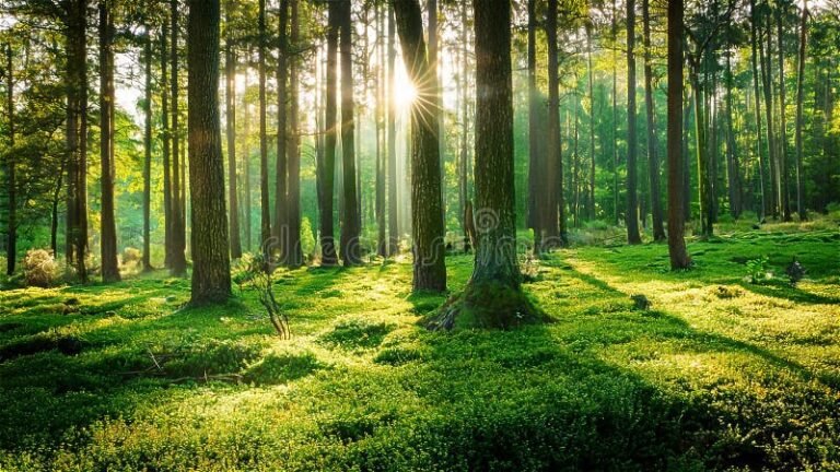 Miten Metsän Arvo Lasketaan Kätevällä Laskurilla 2 metsan vihrea tihea kasvusto auringossa